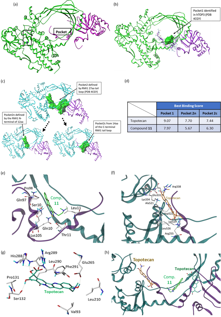 (a) Human topoisomerase III (hTOP3) (PDB code 4CGY) (green) in complex with RMI1 loop (purple). Tyr362 and Mg(II) are shown as stick and ball rendering. The proposed inhibitor binding pocket is also labeled. (b) The identified pocket 1 of hTOP3 presented in green molecular surface. (c) The identified pockets 2, 2n, and 2c of hTOP3 presented in green molecular surfaces. (d) The binding scores of topotecan and compound 11 to pockets 1, 2n, and 2c of hTOP3. (e) Docking pose of compound 11 in pocket 1 of hTOP3 (Score 7.97). (f) Docking pose of topotecan in pocket 2n of hTOP3 (Score 7.70). (g) Docking pose of topotecan in pocket 2c of hTOP3 (Score 7.44). (h) Docking poses of ligands in pockets 1, 2n and 2c of hTOP3 with consequent inhibition effects.