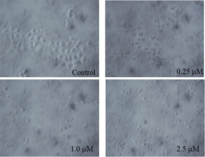 Apoptotic morphological changes of DU-145 cells induced by compound 11 after exposure to concentrations of either 0.25, 1, or 2.5 µM of the compound for 48 h.