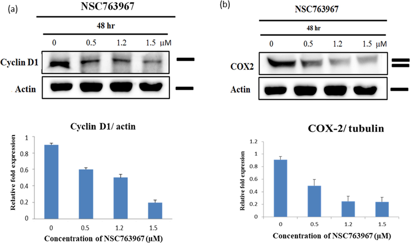 Western blot of whole-cell extracts of DU-145 cells after treatment with different concentrations of compound 11 and their corresponding relative expression quantification. (a) Compound 11 inhibited expression of cyclin D1 in a concentration-dependent manner. (b) Compound 11 inhibited expression of COX-2 in a concentration-dependent manner.