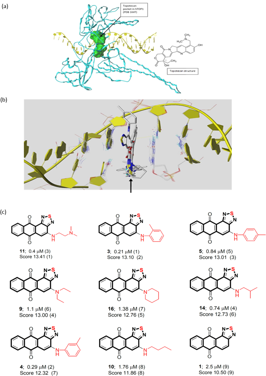 (a) Binding pocket of the human topoisomerase I (hTOP1) (PDB code 1K4T) defined by the ligand topotecan. The pocket was shown as molecular surface in green. (b) Binding poses of our compounds (marked by a black arrow) within DNA. (c) The binding scores of our compounds (1, 3, 4, 5, 9, 10, 11, 14, 16) to the hTOP1.