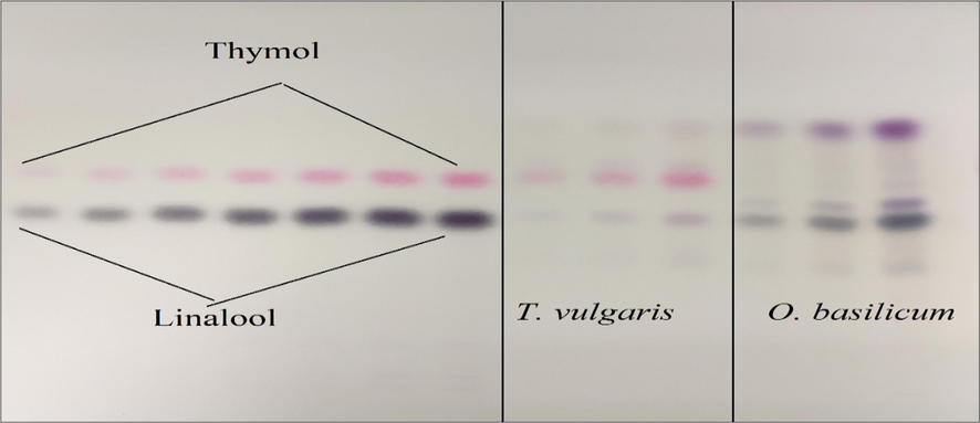 TLC-Chromatoplate of Linalool, Thymol, and essential oils O. basilicum and T. vulgaris after derivatized and heated at 90 ◦C.