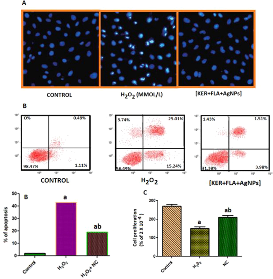 (A) Control Is a typical fluorescent photomicrographs obtained with Hoechst 33,342 staining; However, in NS1 treated with H2O2 was observed the brighter nuclei indicated positive apoptotic cells in Hoechst 33,342 assay. Scar bar = 50 μm assign to three panels; (B) Protective effect of nanocomposites against H2O2 induced apoptosis; (C) Cell proliferation was evaluated by a CCK-8 assay. Results are representative of three different assays. ap < 0.05 vs. Control, bp < 0.05 vs·H2O2.