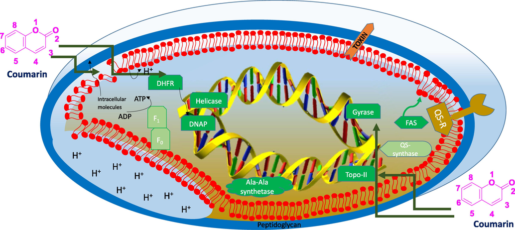 Schematic representation of bacterial cell inhibitory actions of coumarin derivatives.