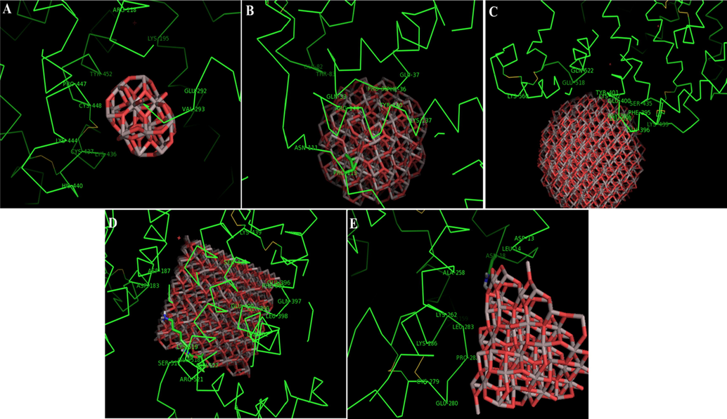 Docking pose of HSA molecules upon interaction with Al2O3 nano-clusters spherical-shaped with r = 0.5 nm (A), spherical-shaped with r = 1 nm (B), spherical-shaped with r = 1.5 nm (C), cubical-shaped with a = 2 nm (D), conical-shaped with r = 1 nm, h = 1.5 nm (E).