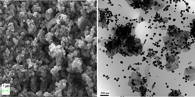 FE-SEM and TEM analysis of the Au NPs-CS nanocomposite.