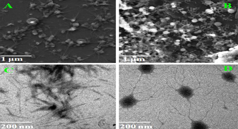 Nanoformulation physical characterization. Electron Microscopic images of synthesized Betulinic acid loaded PVA/Lig-g-MA nanoformulation. A&B- SEM images of PVA/Lig-g-MA and Betulinic acid loaded PVA/Lig-g-MA and C&D- TEM images of PVA/Lig-g-MA and Betulinic acid loaded PVA/Lig-g-MA.