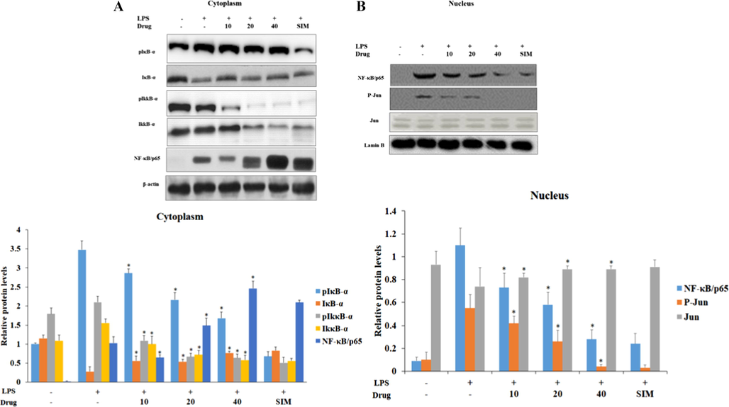 Effect of synthesized Betulinic acid loaded PVA/Lig-g-MA nanoformulation on LPS induced NF- κ β signaling in HUVEC endothelial cell line. The control and treated cells were subjected to cytoplasmic and nuclear fractionation. 40 µg of total protein from control and treated group cytoplasmic fraction were subjected to electrophoresis and immublotting analysis with specific NF-κB signaling proteins pIκB-α, IκB-α, pIκκB-α, IκκB-α, NF-κB/p65. 40 µg of total protein from control and treated group nuclear fraction were subjected to electrophoresis and immublotting analysis with NF-κB/p65, Jun and pJun proteins. Values are expressed as means ± S.D for three independent observation of each group. ‘*’ p ≤ 0.05 considered to be statistically significant.