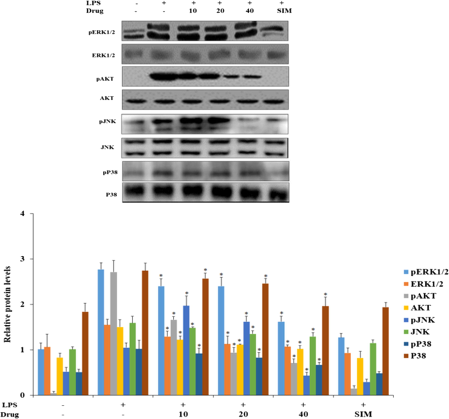 Effect of synthesized Betulinic acid loaded PVA/Lig-g-MA nanoformulation on LPS induced MAP/JNK signaling in HUVEC endothelial cell line. 40 µg of total protein from control and treated group cells were subjected to electrophoresis and immublotting analysis with specific MAP/JNK signaling proteins ERK1/2, pERK1/2, pAKT, AKT, pJNK, JNK, p38, Pp38. Values are expressed as means ± S.D for three independent observation of each group. ‘*’ p ≤ 0.05 considered to be statistically significant.