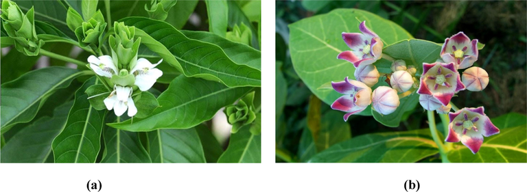 Adhatoda vasica (a) and Calotropis procera (b) plants.