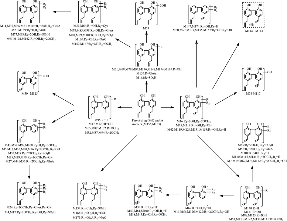 The first metabolic pathway of magnolol in rats in vivo.