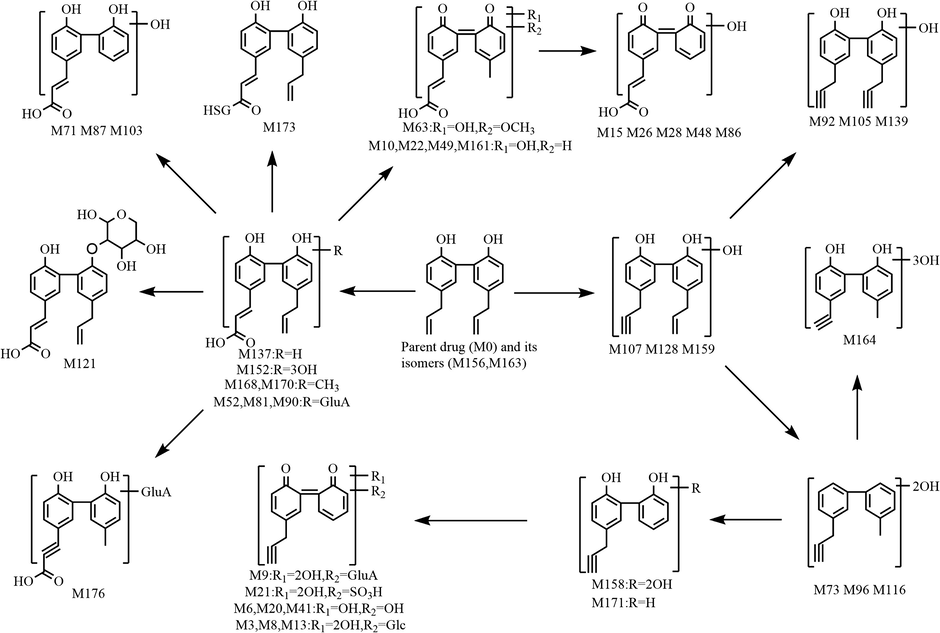 The second metabolic pathway of magnolol in rats in vivo.