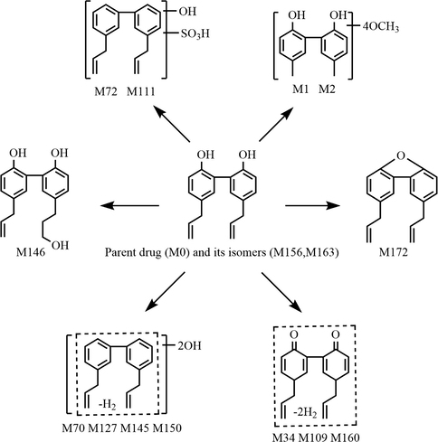 The third metabolic pathway of magnolol in rats in vivo.