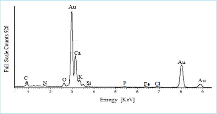 EDX spectrum of AuNPs with licorice root extract.