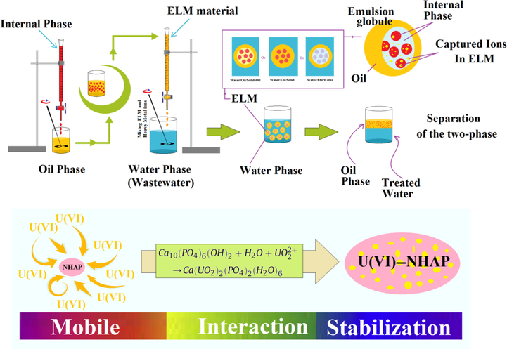 Diagram of ELM formation and phase separations and scheme to illustrate the adsorption mechanism.