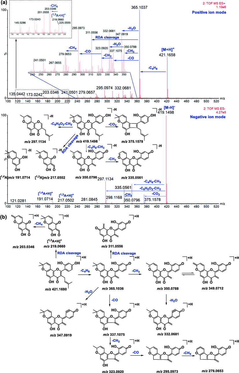 Proposed mass fragmentation behaviors of morusin.