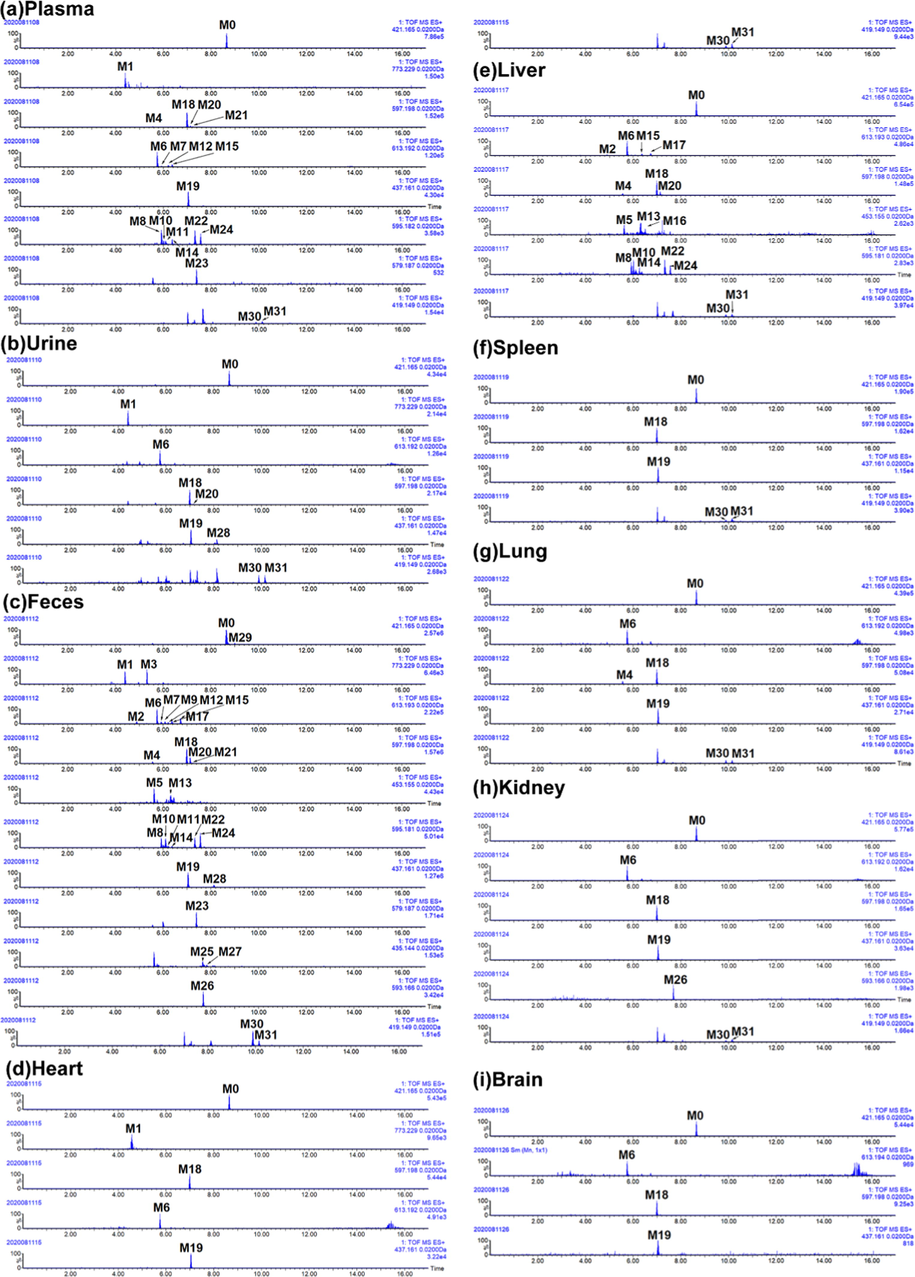 Extracted ion chromatography (EIC) of morusin and its metabolites in rats. (a) plasma, (b) urine, (c) feces, (d) heart, (e) liver, (f) spleen, (g) lung, (h) kidney, and (i) brain.