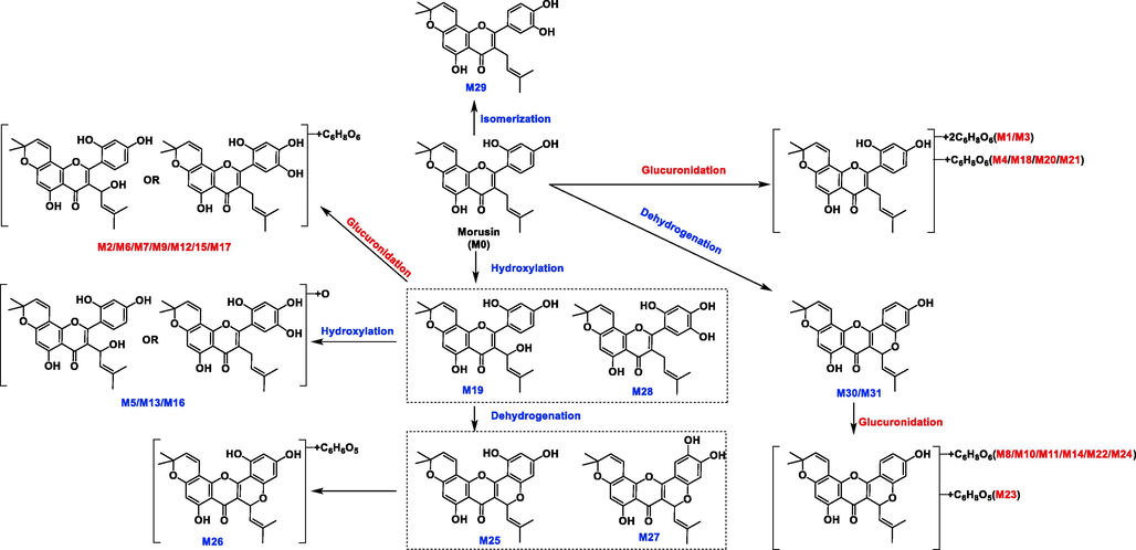 Summarized metabolism pathway of morusin in rats.