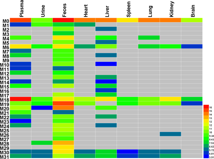 The heatmap of morusin and its metabolites in rats.