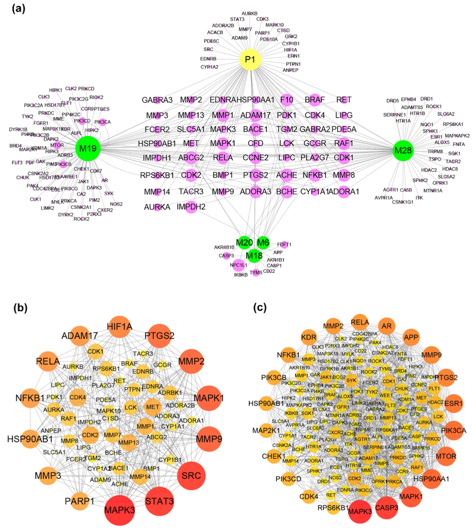 The target information of morusin and its metabolites. (a) The targets of morusin and its five main metabolites (M6, M18, M19, M20, M28); (b) Protein-protein interactions of targets of morusin; (c) Protein-protein interactions of targets of five main metabolites (M6, M18, M19, M20, M28). The size and color were correlated to the degrees of targets in network: the big size and deep color with purple means high degree of this target in PPI network.