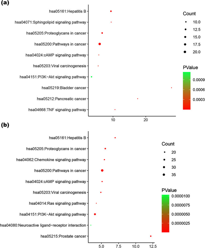 KEGG analysis of the target proteins of morusin (a) and its metabolites (b).