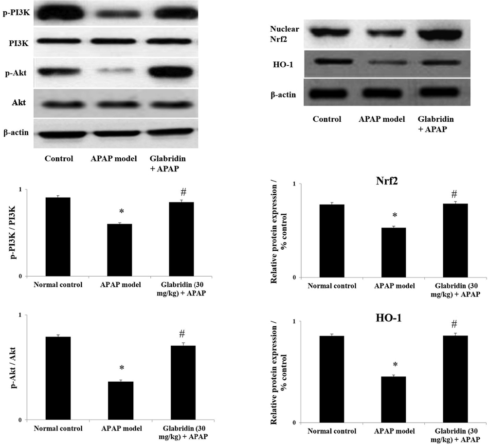 Effect of glabridin on PI3K/Akt and Nrf2 signaling pathways in APAP-induced rats. Protein expressions of PI3K, Akt, nuclear Nrf2 and HO-1 were measured using western blot analysis and β-actin was used as loading control. Data were shown as mean ± SD (n = 6). ‘*’ represents statistical difference (p < 0.05) from normal group I, whereas ‘#’ represents statistical difference (p < 0.05) from APAP-induced group II.