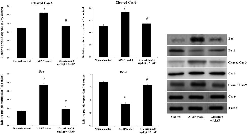 Effect of glabridin on apoptosis regulators in APAP-induced rats. Protein expressions of caspase-3, caspase-9, Bcl2 and Bax were measured using western blot analysis and β-actin was used as loading control. Data were shown as mean ± SD (n = 6). Data were shown as mean ± SD (n = 6). ‘*’ represents statistical difference (p < 0.05) from normal group I, whereas ‘#’ represents statistical difference (p < 0.05) from APAP-induced group II.