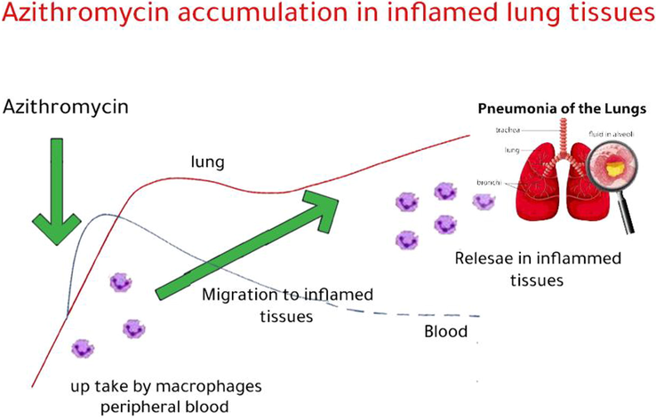 Illustration of accumulation of AZ in inflamed lung tissues adapted from data in these publications (Schentag and Ballow, 1991; Frank et al., 1992; Hall et al., 2002; Parnham et al., 2014).