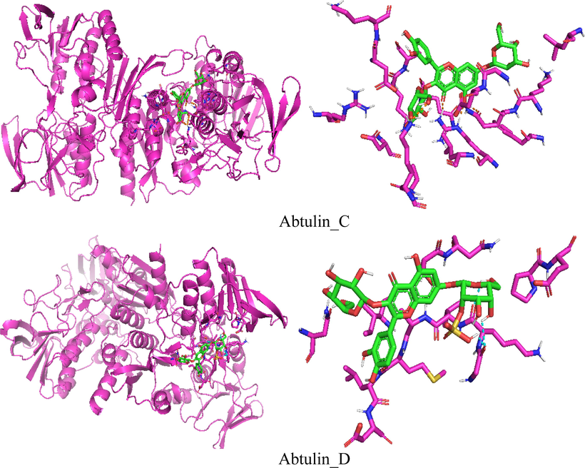 Docking simulation of the interaction between isolated compounds and NADPH enzyme.