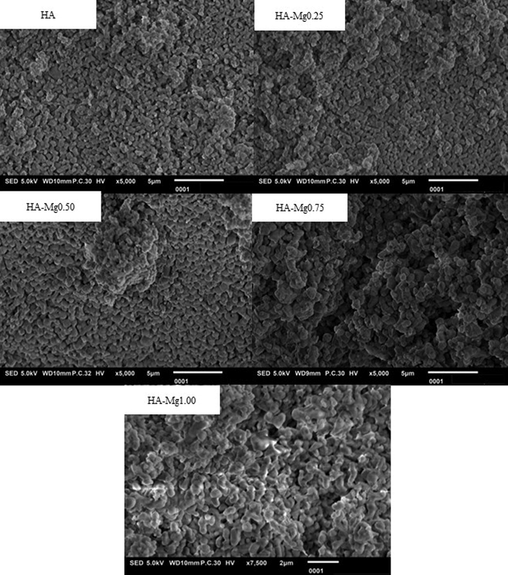 The SEM micrograph of HA, HA-Mg 0.25, HA-Mg0.50, HA-Mg0.75, and HA-Mg1.00.