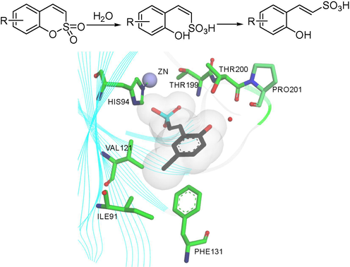 Active site CA-mediated hydrolysis of trans-vinylsulfonic acid. Binding of trans-vinylsulfonic acid within the active site of the CA II/IX mimic (PDB: 4BCW). The Zn (II) ion (larger sphere), His ligand (His94), water molecule (small sphere) coordinated to the zinc are shown by X-ray crystallography (Tars et al., 2012). Discovery Studio Client v18.1.0 was used to present a 3D image.