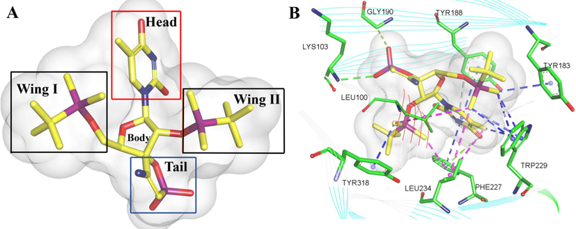 3D conformations of compound B4 (A) (TSAO-T) docked in HIV-1 RT (PDB: 3QO9) (Das et al., 2011). Discovery Studio Client v18.1.0 were used to present a 3D images.