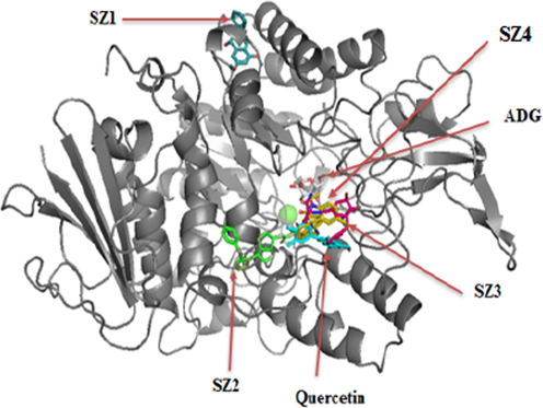 Superimposition of the identified compounds, quercetin and ADG in the binding site of enzyme.