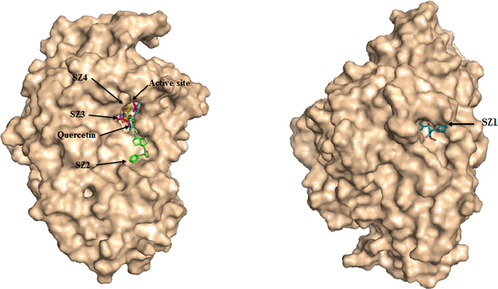 Predicted binding mode of SZ2, SZ3, SZ4 and SZ1 with α-glucosidase on molecular surface.