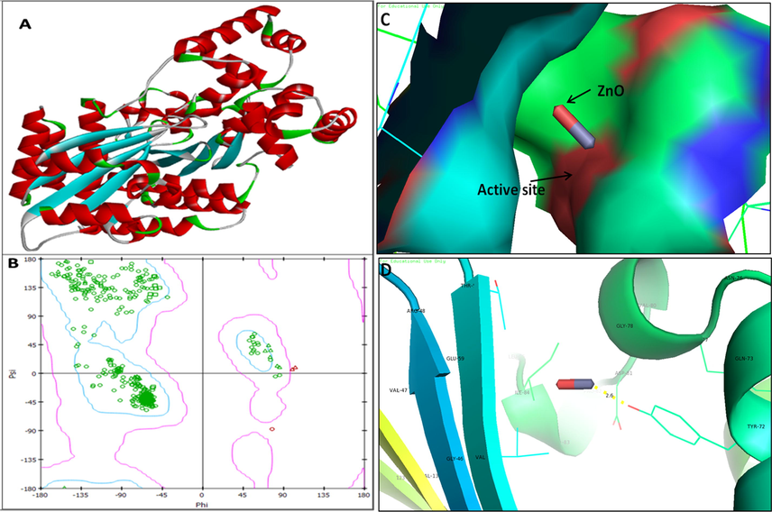 3D structure of regulatory protein RhlR (A); RAMPAGE validation of conformation of RhlR (B); binding of ZnO NPs with the active site of RhlR and close view of catalytic site of RhlR, with bound ZnO NPs represented as capsular structure (C). Specific residue (Tyr-72) of RhlR involved in the interaction with ZnO NPs (D); RhlR active site has been depicted by PyMol and the interaction analysis of ZnO NPs with RhlR has been explored by PatchDock.