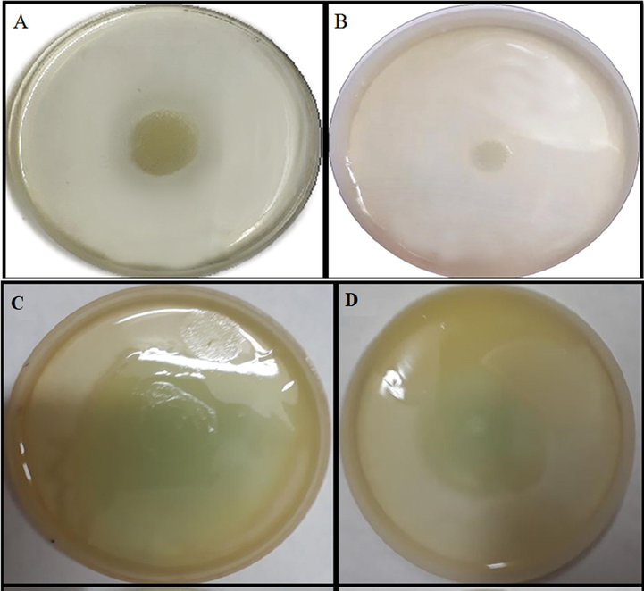 Effect of ZnO nanoparticles on swarming (A&B) & swimming (C&D) motility of P. aeruginosa. A & C are control images whereas B & D are nanoparticles amended with 300 µg/mL of ZnO NPs.