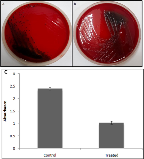 Effect of ZnO nanoparticles on biofilm of P. aeruginosa PAO1 using CRA and crystal violet method. (A) The appearance of black colonies representing exopolysaccharide production i.e. biofilm formation; (B) Treatment with ZnO NPs (300 µg/mL) showing the loss of black consistency i.e. inhibition of biofilm. (C) Showing quantitative assessment of effects of ZnO NPs on biofilm inhibition at 300 µg/mL.