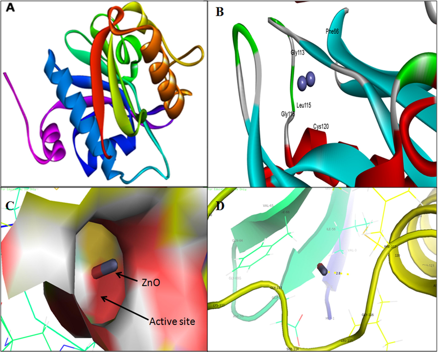 3D structure of Acyl-homoserine lactone (AHL) Synthase LasI (A); binding of ZnO NPs with the active site of LasI (B); close view of catalytic site of LasI, with bound ZnO NPs represented in capsular shape (C) Amino acids residues (Gly-116) of LasI involved in the interaction with ZnO NPs (D); LasI active site has been depicted by PyMol viewer. Interaction analysis of ZnO NPs with LasI has been explored through PatchDock.