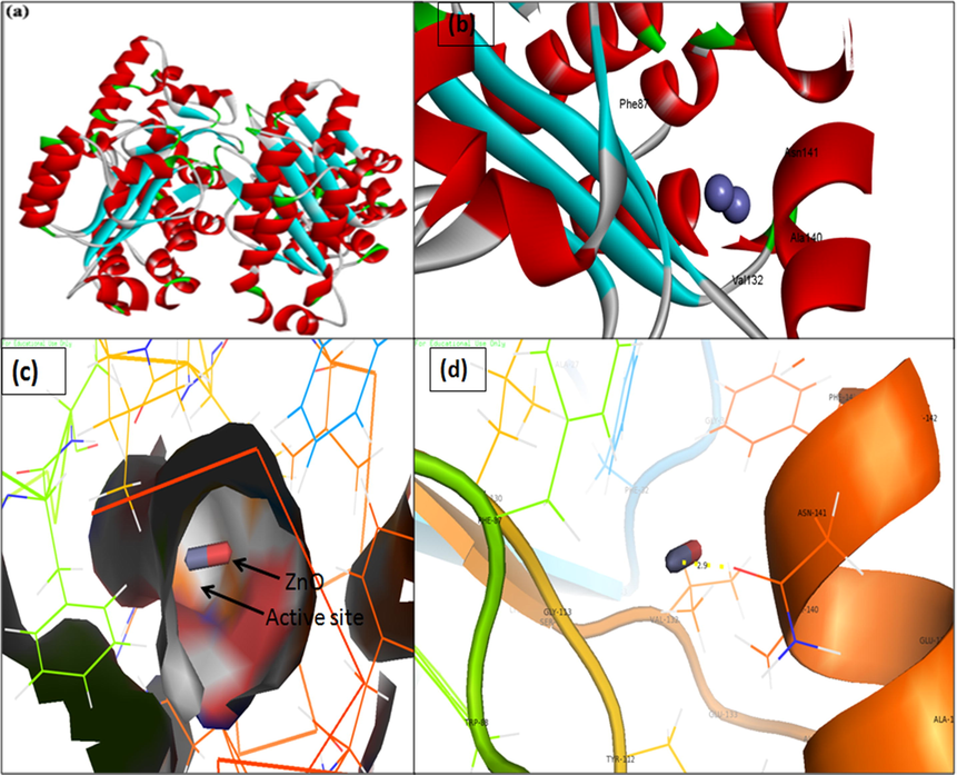 3D structure of transcriptional activator protein LasR. (a) binding of ZnO with the active site of LasR; (b) close view of catalytic site of LasR, with bound ZnO NPs represented as capsular structure; (c) Amino acids residues (Asn-141) of LasR involved in the interaction with ZnO NPs; (d) LasR active site has been depicted by PyMol viewer. Interaction analysis of ZnO NPs with LasR has been explored through PatchDock.