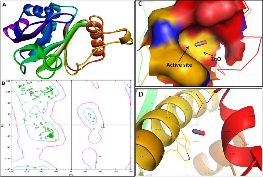 3D structure of transcriptional activator protein RhlI (A); RAMPAGE validation of conformation of RhlI (B); binding of ZnO with the active site of RhlI and close view of catalytic site of RhlI, with bound ZnO NPs represented as capsular structure (C). Amino acids residues (Gly-180) of RhlI involved in the interaction with ZnO NPs (D). RhlI active site has been depicted by PyMol viewer. Interaction analysis of ZnO NPs with RhlI has been explored through PatchDock.