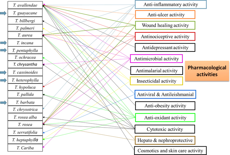 The pharmacological activities of different Tabebuia species.