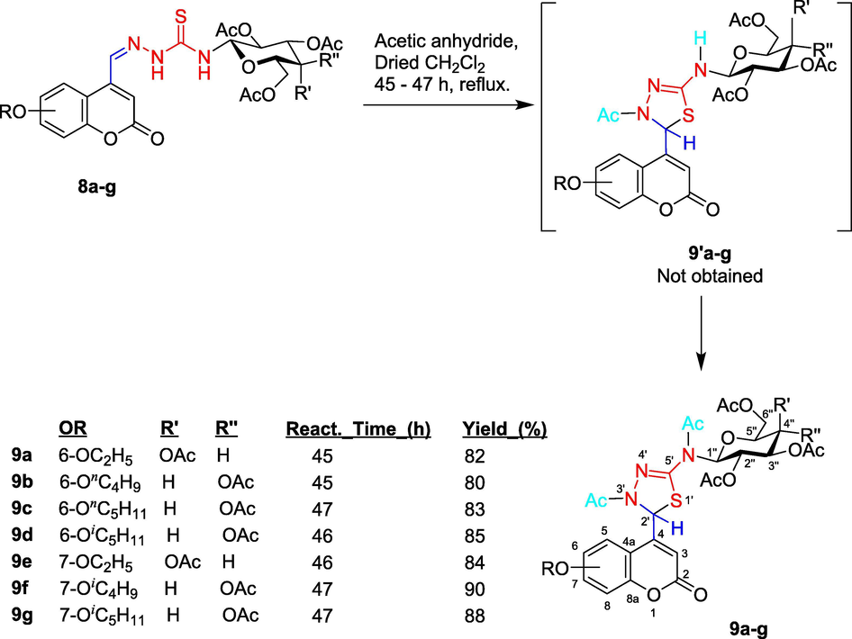 Synthetic pathway for 1,3,4-thiadiazoline − coumarin hybrid compounds 9a-g having d-glucose/d-galactose moiety: Reaction of thiosemicarbazones 8a-g with acetic anhydride. Molecular skeletons were numbered for assigning 1H and 13C NMR spectral data.