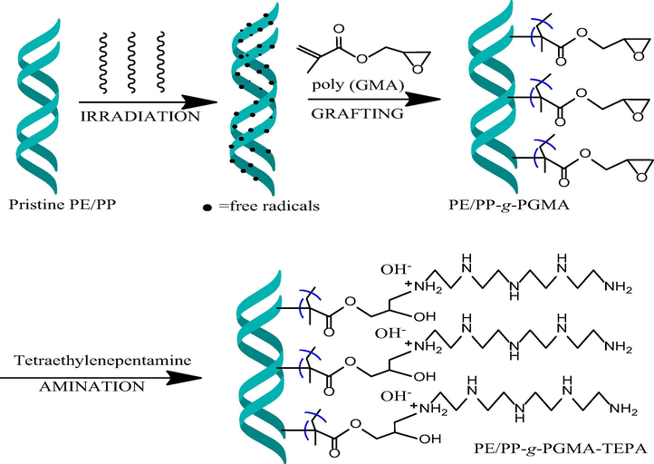 Reaction scheme for preparation of fibrous adsorbent by RIGC of GMA onto PE/PP nonwoven sheet and subsequent amination with TEPA.