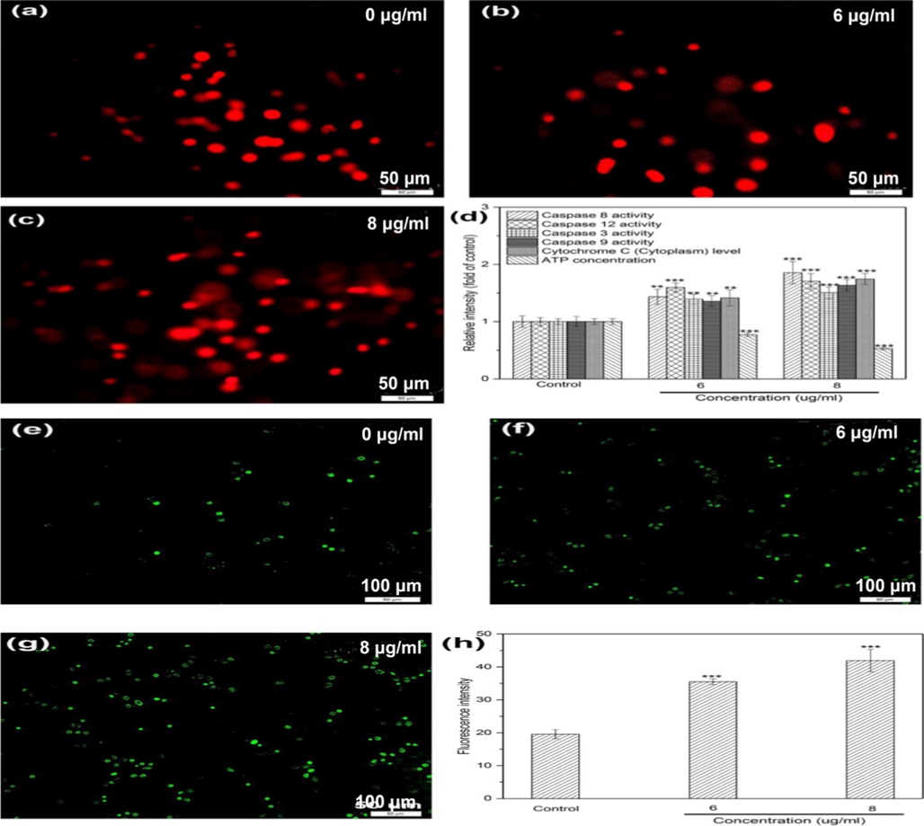 Indicator anaysis of HepG2 cells treated by DD2 for 24 h. a-c, Fluorescence images of comet; d, Effect of DD2 on caspase activities, ATP concentration and cytoplasmic cytochrome c level in cells; e-h, Effect of DD2 on intracellular ROS. Data represent the mean ± SD of three independent experiments. **P < 0.01,***P < 0.001 vs untreated control cells.