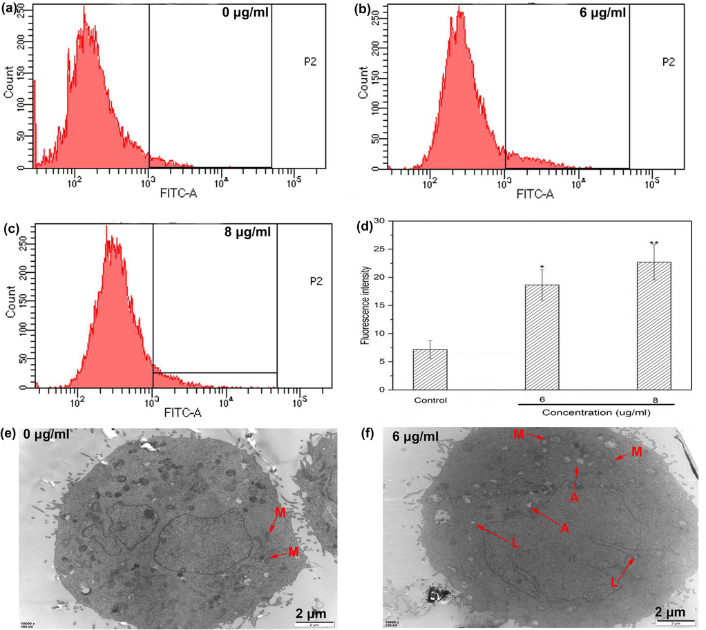 a-d, Effect of DD2 on intracellular free calcium ion; e-f, TEM images of HepG2 cells before and after incubation with DD2 for 24 h, M, A and L refered to mitochondria, autophagosomes and lysosomes, respectively. Data represent the mean ± SD of three independent experiments. *P < 0.05,**P < 0.01 vs untreated control cells.