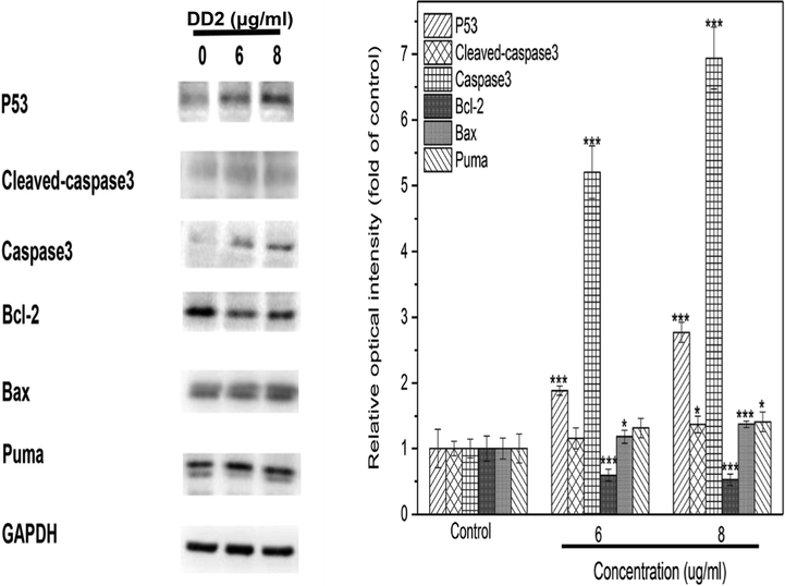 Results of western blot. HepG2 cells were treated by DD2 with different concentrations for 24 h. Data represent the mean ± SD of three independent experiments. *P < 0.05,***P < 0.001 vs untreated control cells.