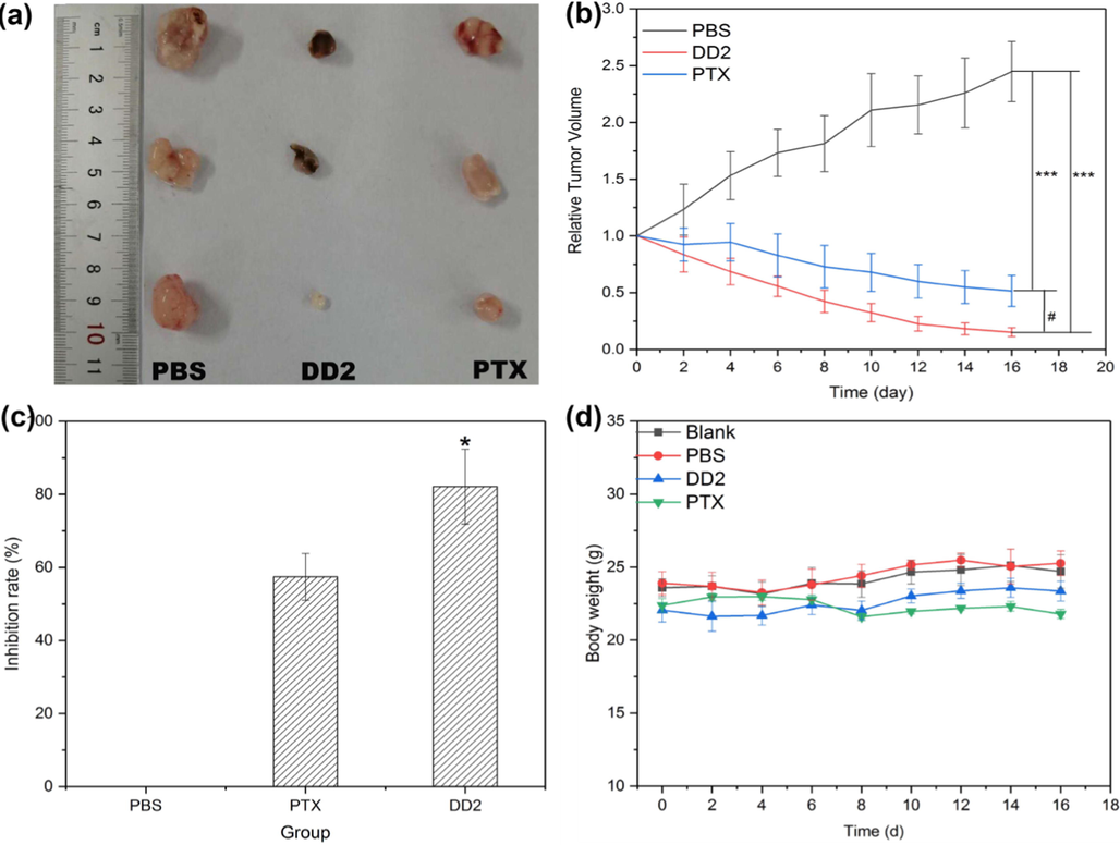 DD2 inhibited the growth of HepG2 xenograft tumors in nude mice. a, Tumor photo. b, Tumor volume changes of mice treated with DD2, PTX and PBS, respectively.***P < 0.001 vs control group, #P < 0.05 vs PTX group. c, Tumor growth inhibition ratio of the treated mice in different groups. *P < 0.05 vs PTX group. d, Body weight changes of mice in different treatment groups within 16 d. Data represent the mean ± SD of three independent experiments.