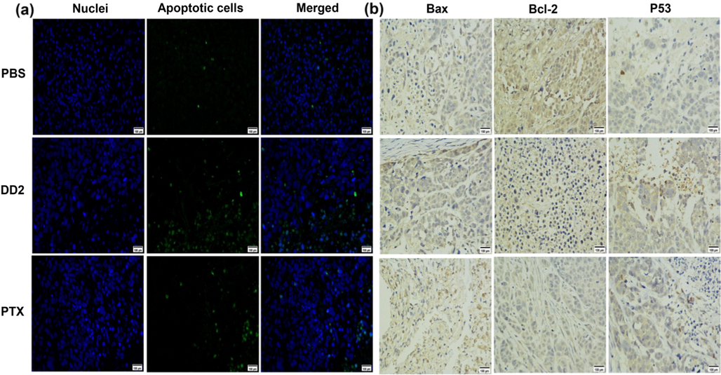 a, TUNEL images of apoptotic cells in tumor tissue from different treatment groups. Green represents the DNA strand breaks of the apoptotic cells. b, Expression of Bax, Bcl-2 and p53 in xenograft tumors were analyzed by immunohistochemistry. Magnification: × 400, scale bar: 100 μm.