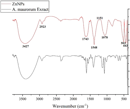 FT-IR Spectra of Alhagi maurorum extract and ZnONPs.