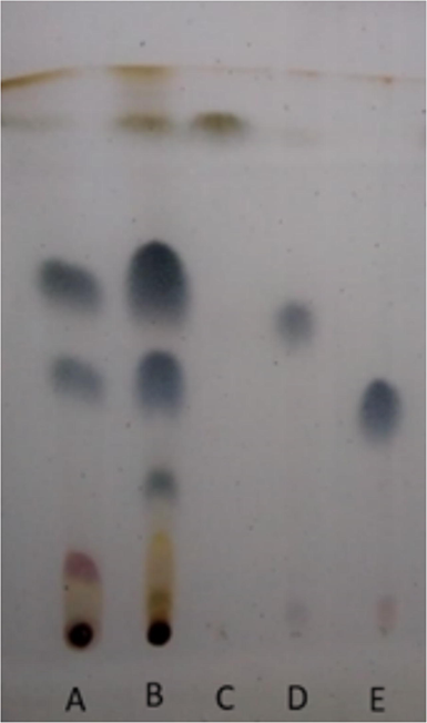 Chromatographic profile obtained from E. plicata. Chromatographic conditions: stationary phase-silica gel (TLC); Mobile phase: n-hexane: ethyl acetate (8:2); revealed with sulfuric anisaldehyde. A – ethanol extract of E. plicata; B – E. plicata dichloromethane fraction; C – fraction 15; D – eleutherin; E – isoeleutherin.