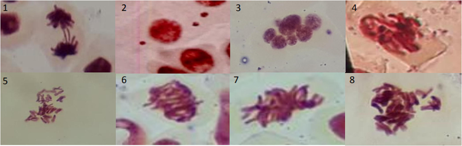 Phenomena found in the Allium cepa test after treatment with eleutherin. 1: bridge; 2: micronucleus; 3: multinucleated cell; 4–8: mitotic irregularities.